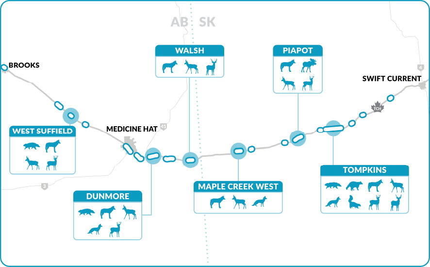 Map of six potential road mitigation sites along the Trans-Canada Highway showing the wildlife species recorded at each site: West Suffield, Dunmore, Walsh, Maple Creek West, Piapot and Tompkins