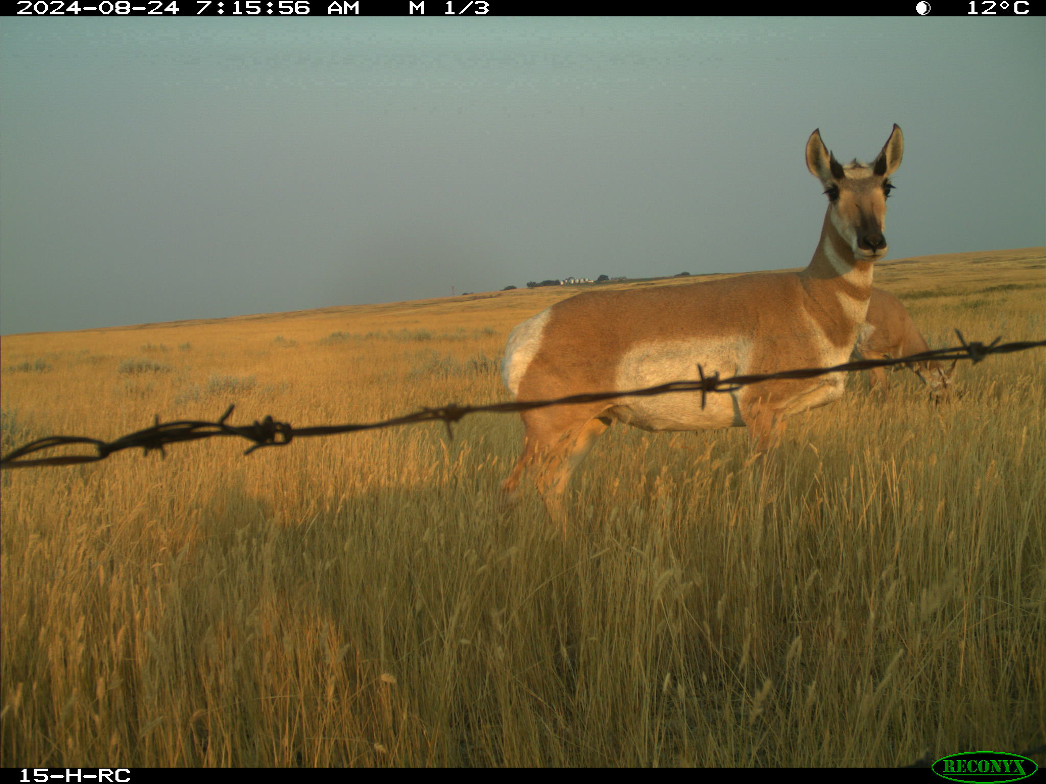 Wildlife camera photo