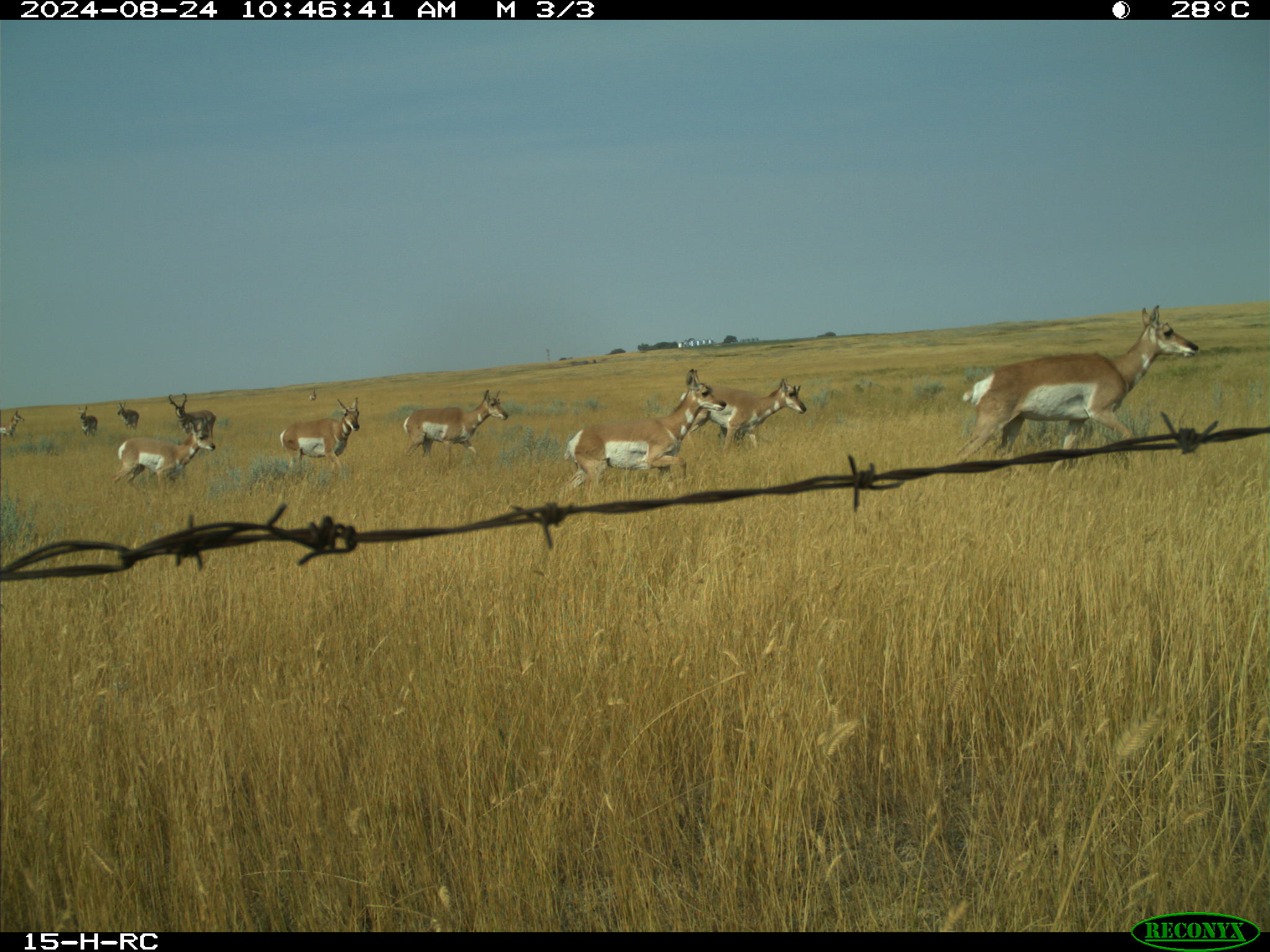 Wildlife camera photo