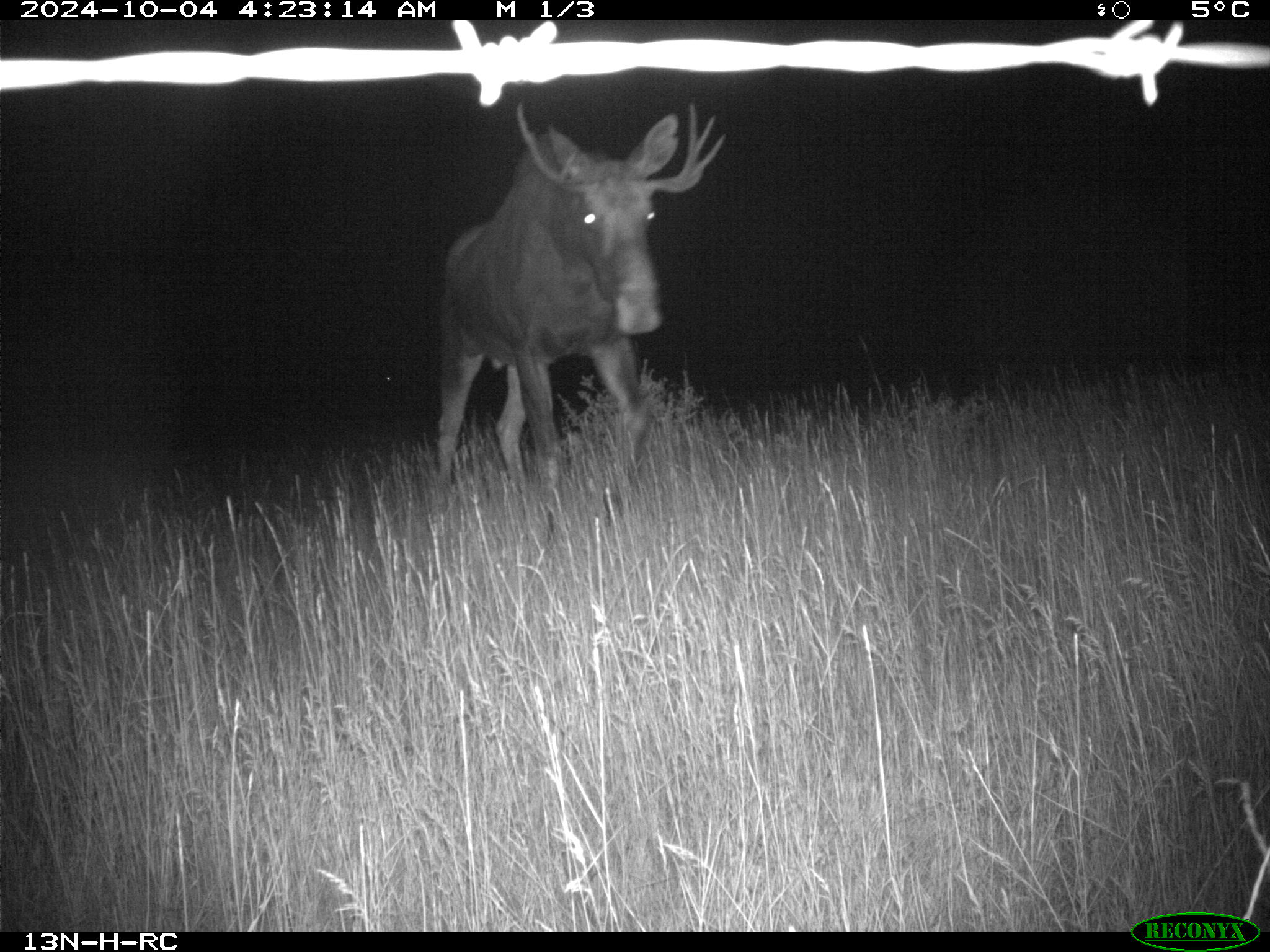 Wildlife camera photo