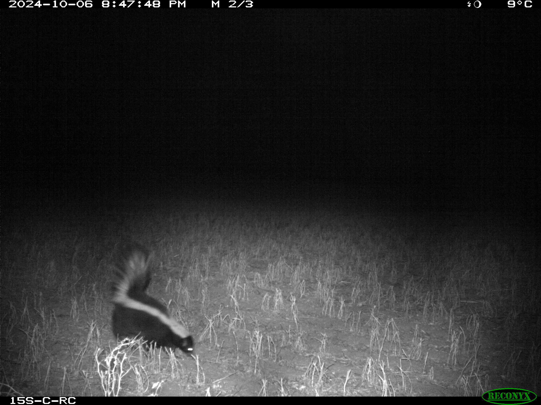 Wildlife camera photo
