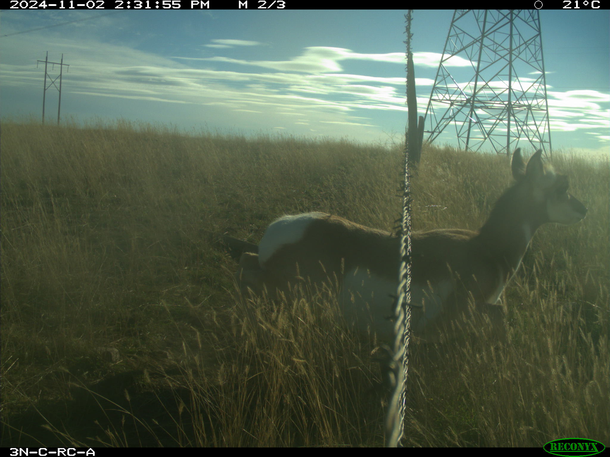 Wildlife camera photo