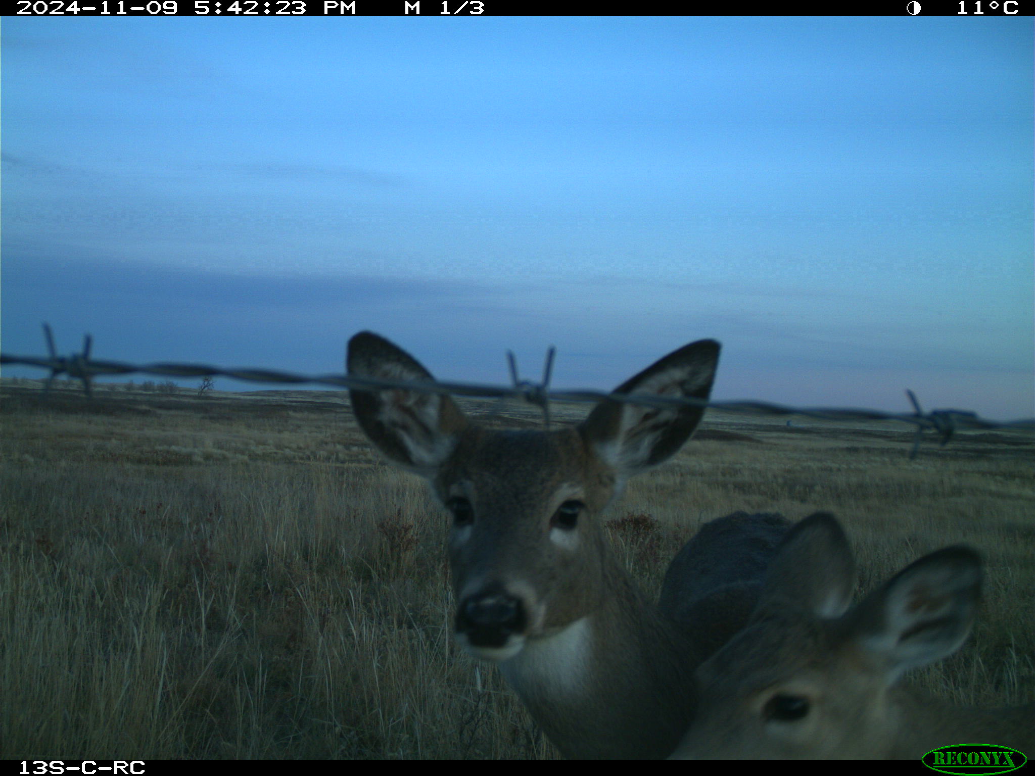 Wildlife camera photo