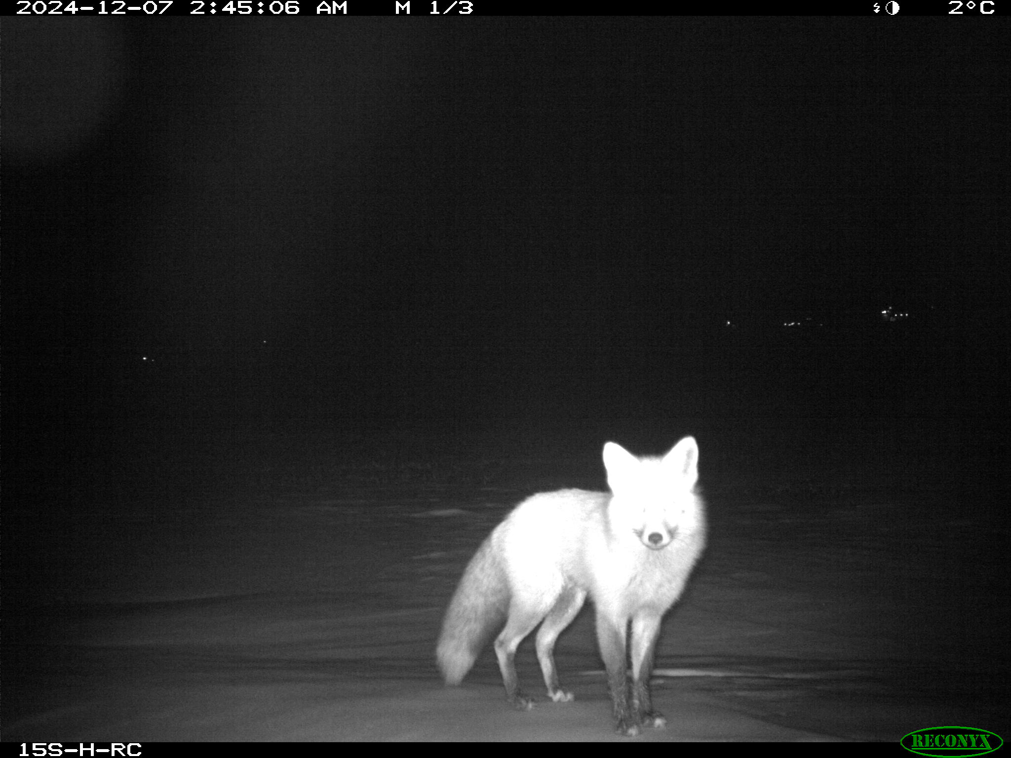 Wildlife camera photo