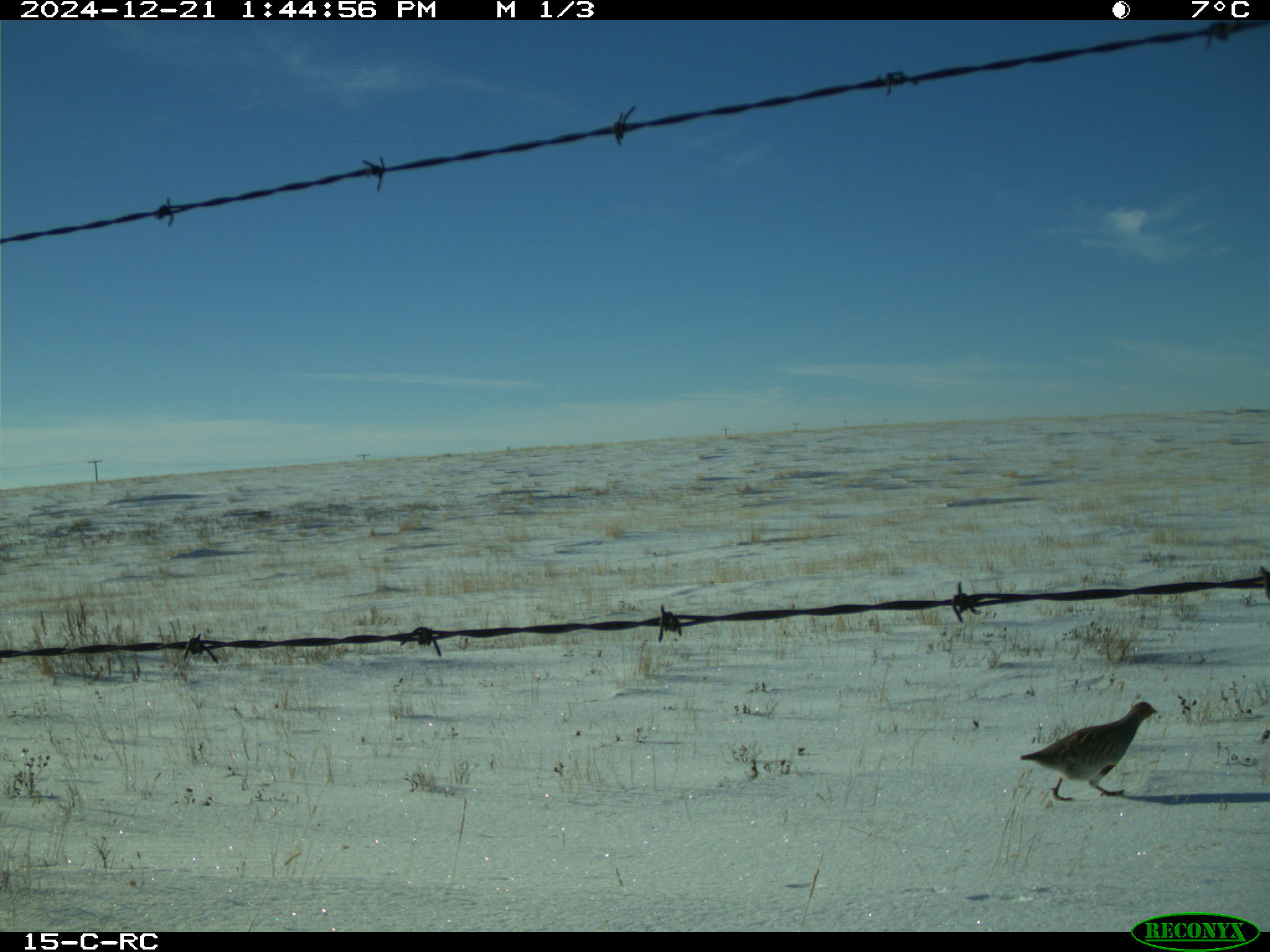 Wildlife camera photo