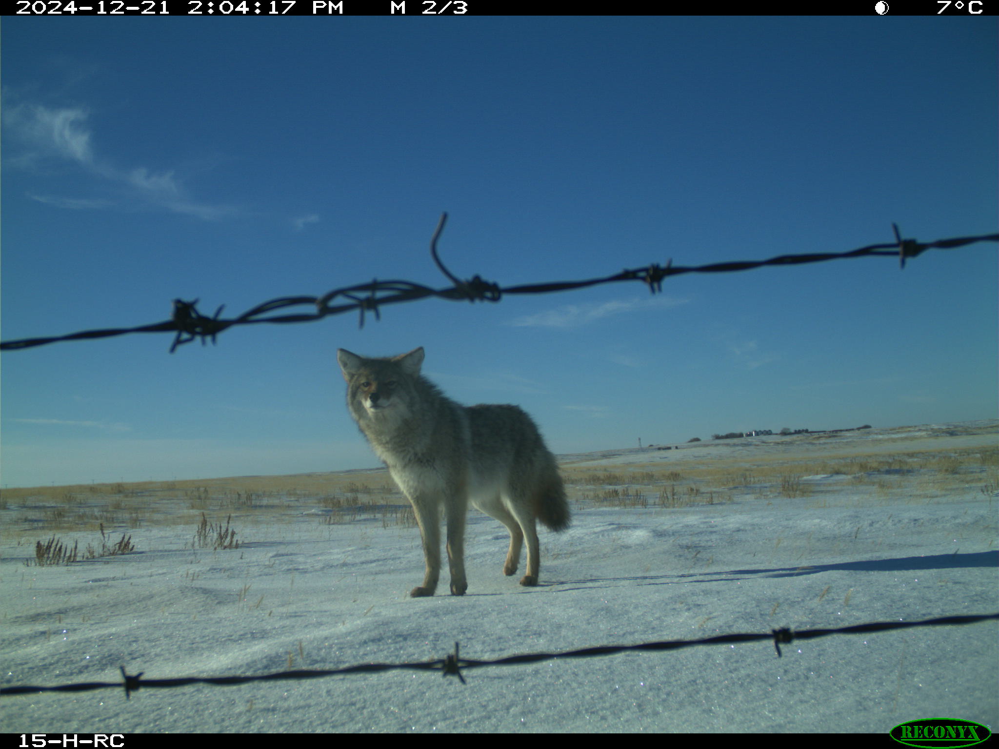 Wildlife camera photo