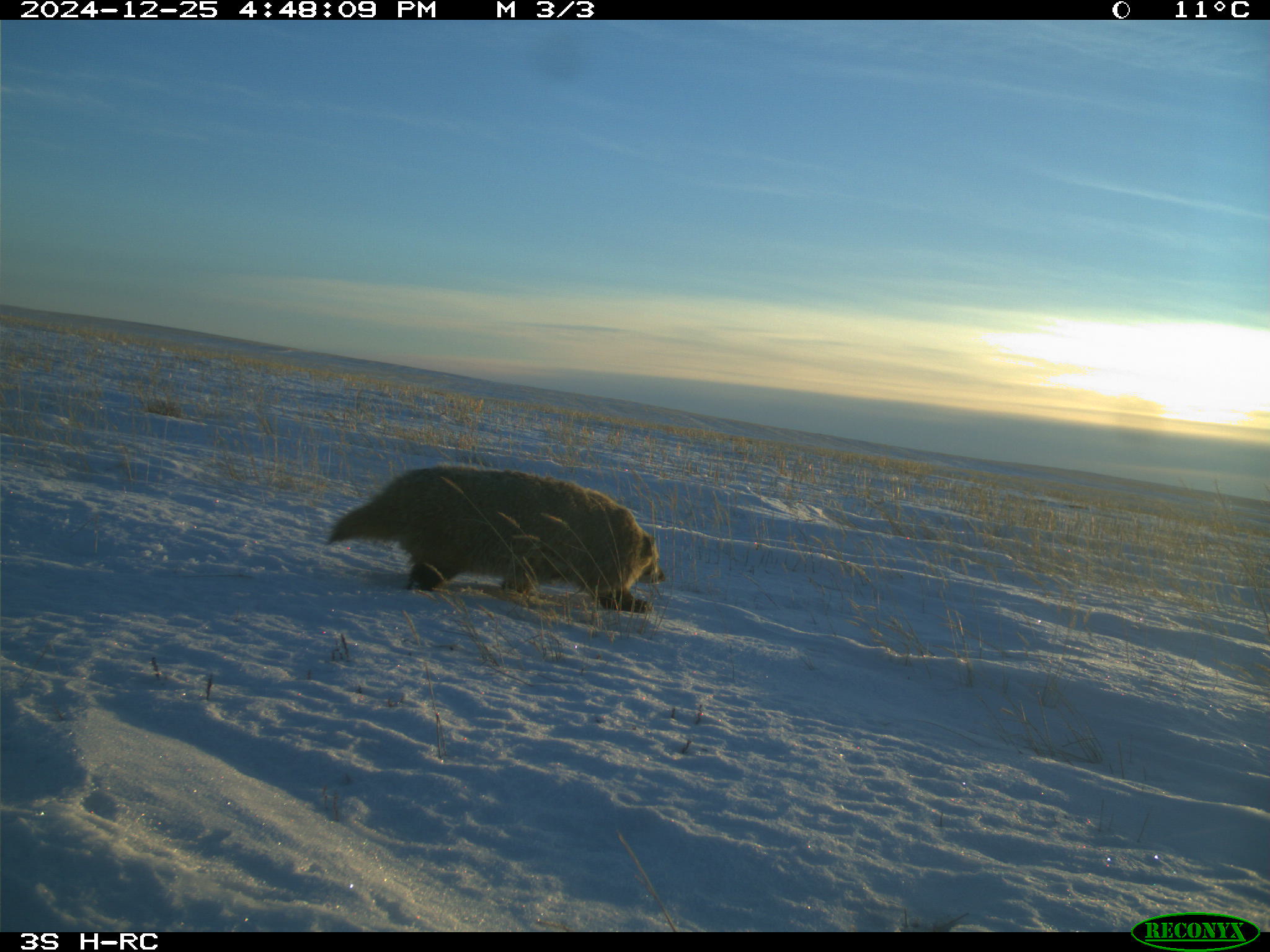 Wildlife camera photo