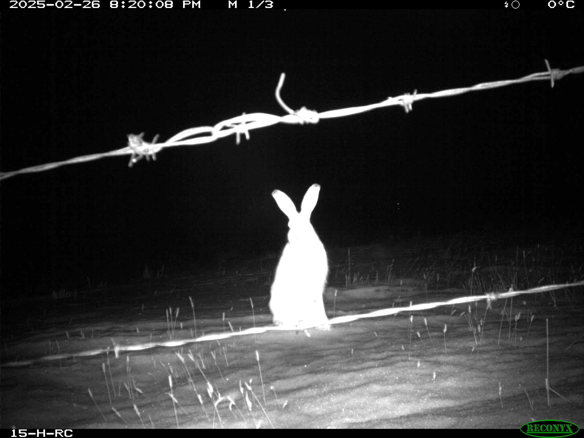 Wildlife camera photo