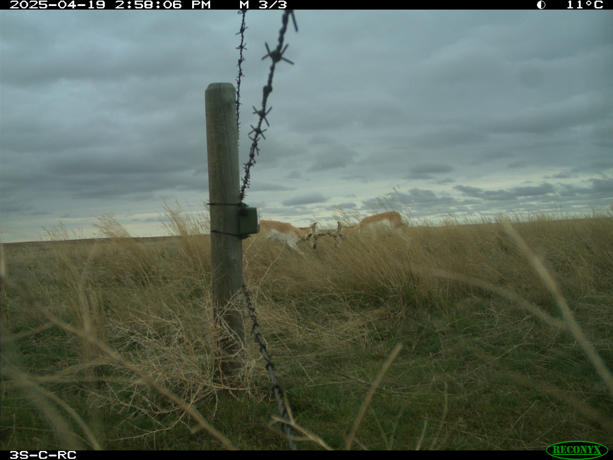 Wildlife camera photo