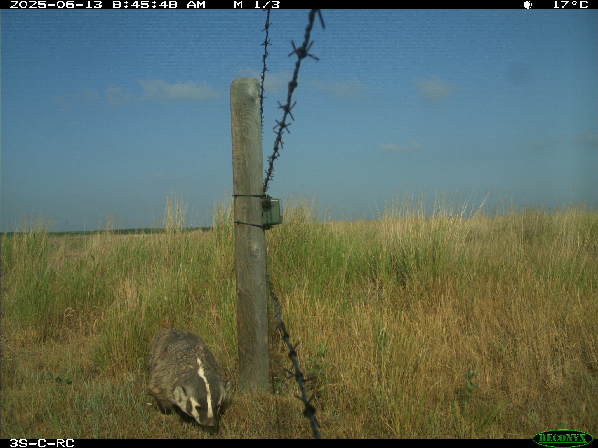 Wildlife camera photo