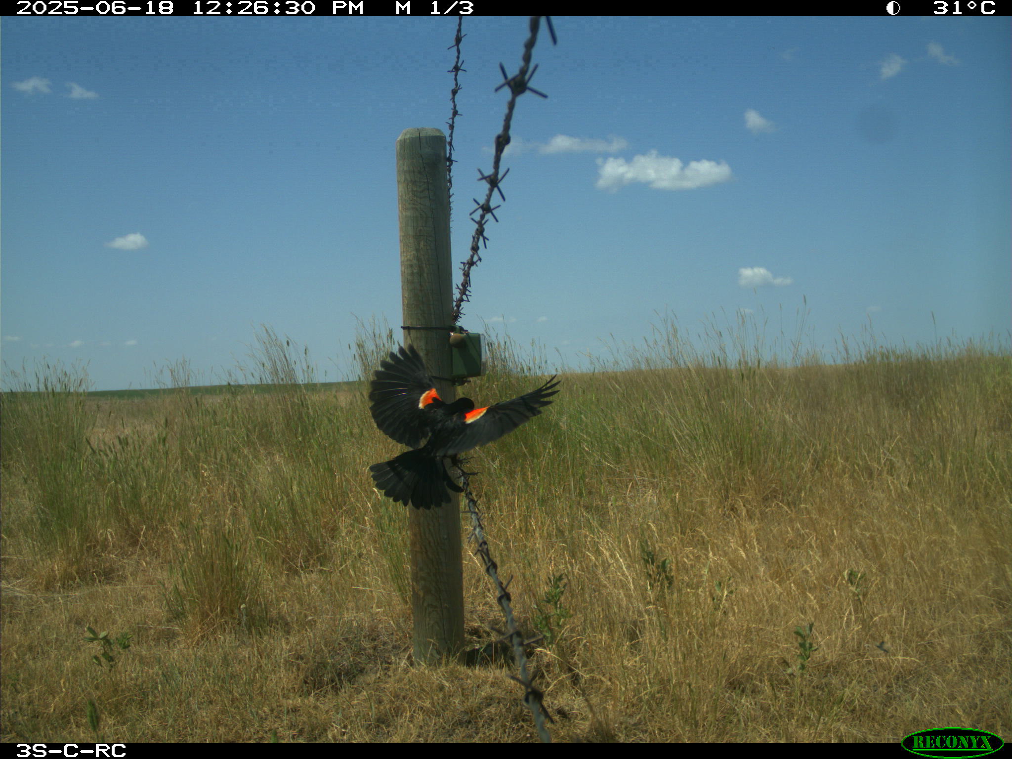 Wildlife camera photo