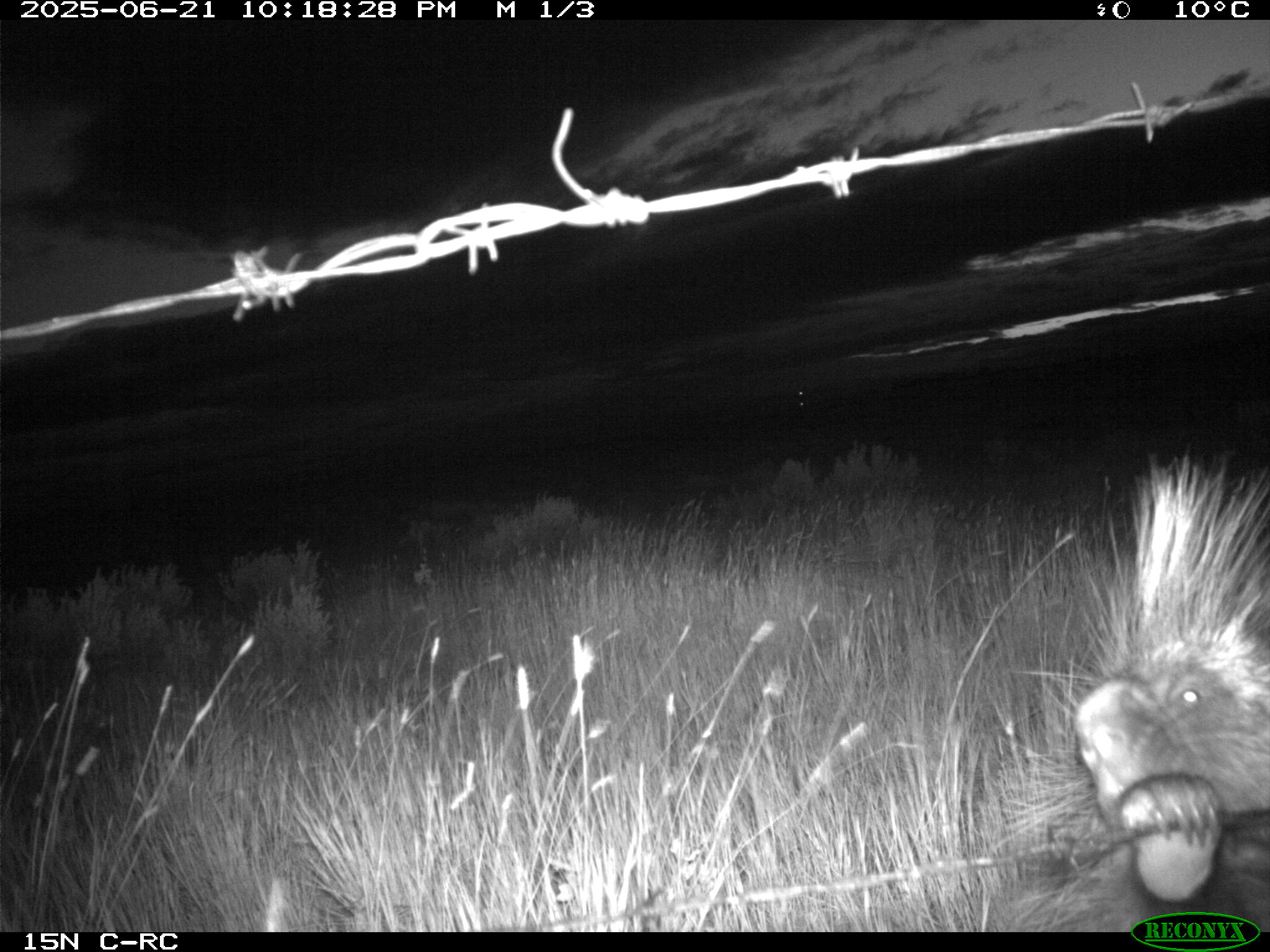 Wildlife camera photo