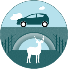 Illustration of a mule deer using a wildlife underpass below a road